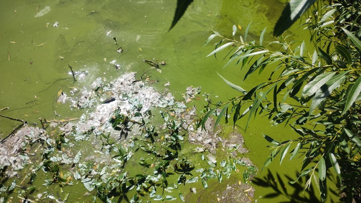 Pong at the pond Algae causing a stink at Petersfield beauty spot